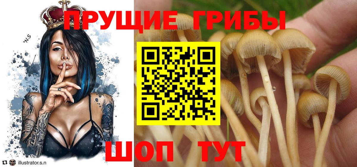 как найти наркотики  Псилоцибиновые грибы ЛСД  Чехов  Вход с VPN  Галлюциногенные грибы ЛСД 